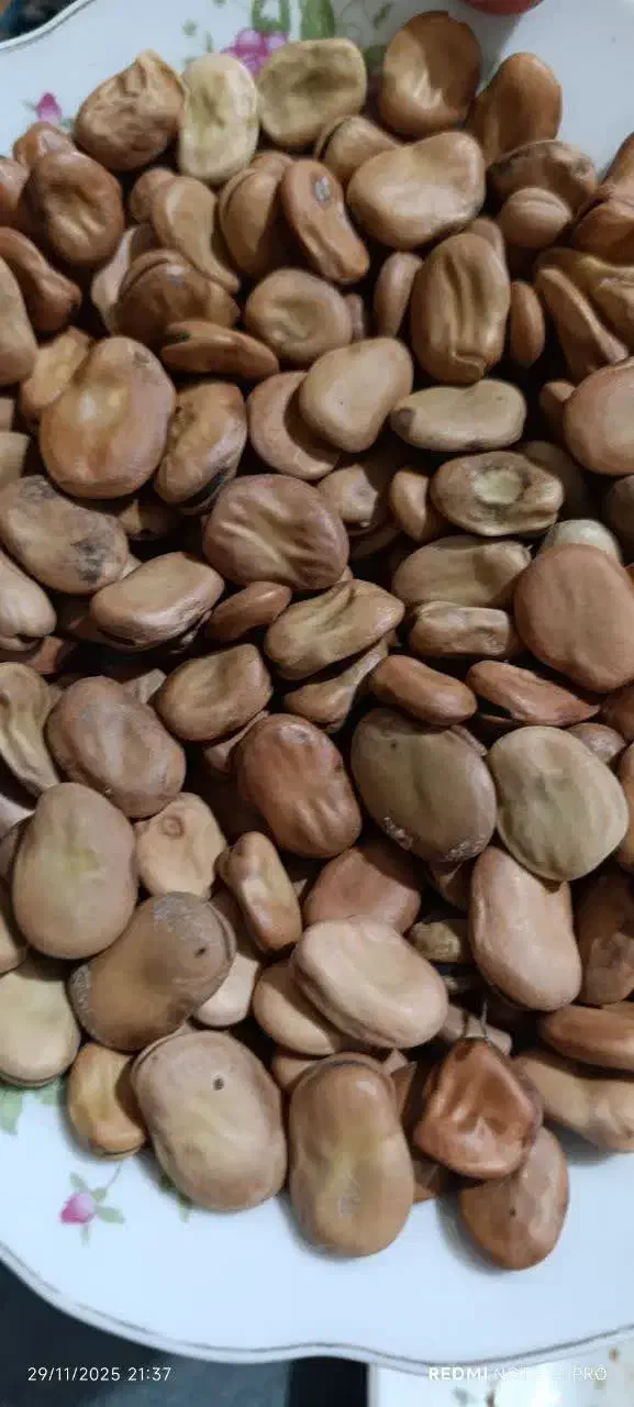 باقالی خشک گرگان|خوردنی و آشامیدنی|مشهد, رضاشهر|دیوار