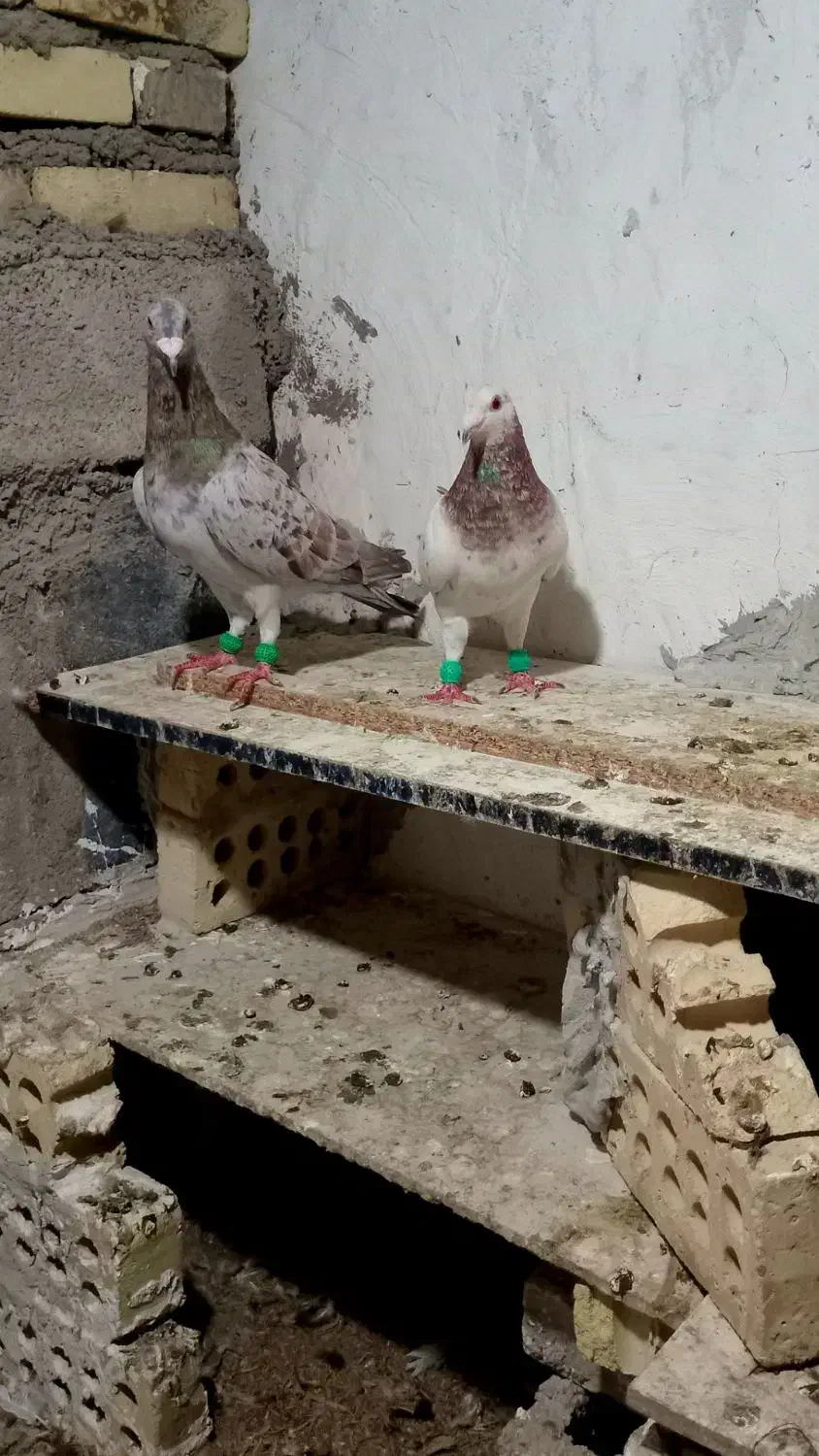 جفت کوهی|پرنده|حمیدیه, |دیوار