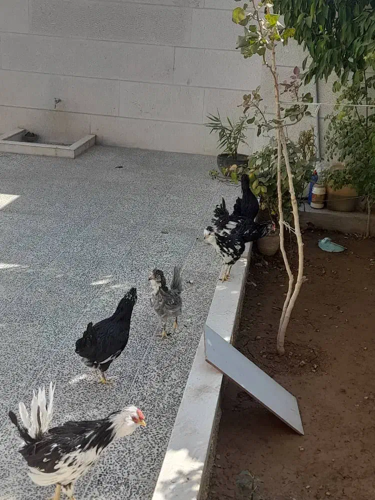 مرغ وخروس گلین لری|حیوانات مزرعه|شیراز, حومه شیراز|دیوار