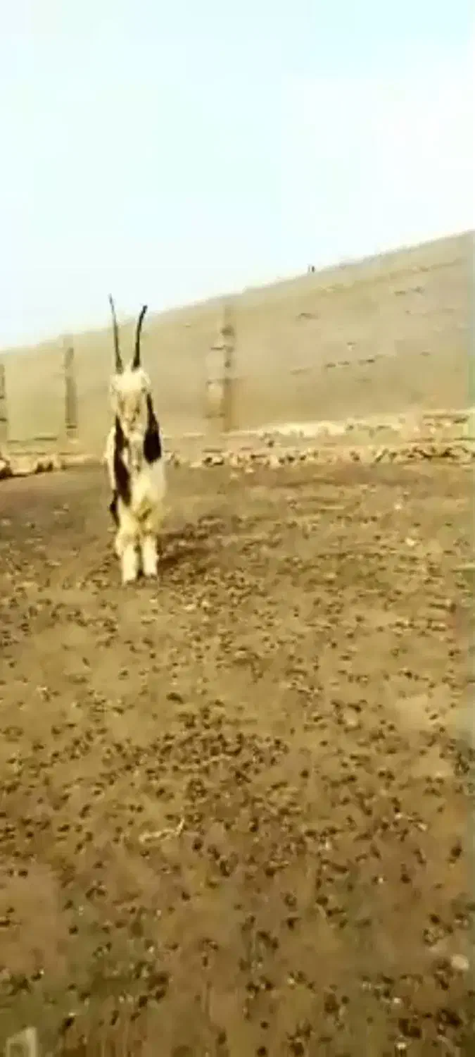 فروشی|حیوانات مزرعه|فرمهین, |دیوار