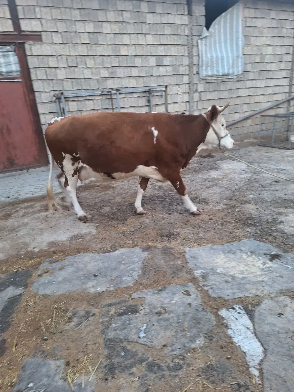 گاو آبستن|حیوانات مزرعه|کارزان, |دیوار