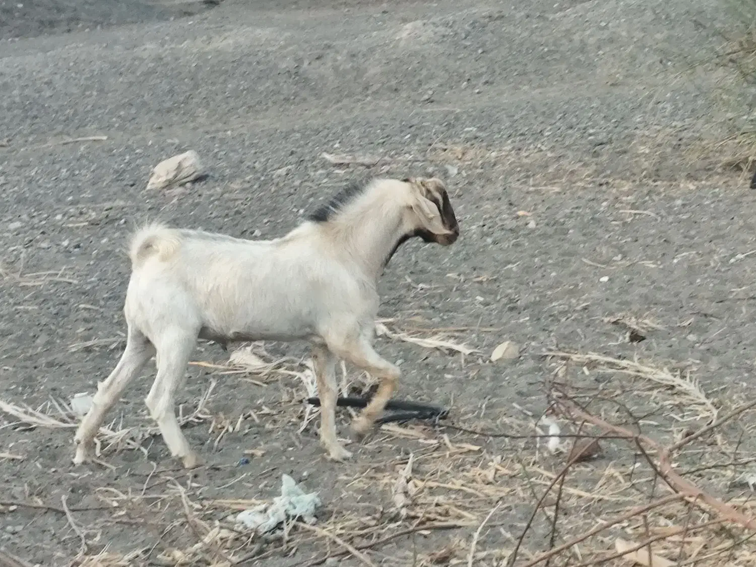 چپشت فروشی|حیوانات مزرعه|منوجان, |دیوار