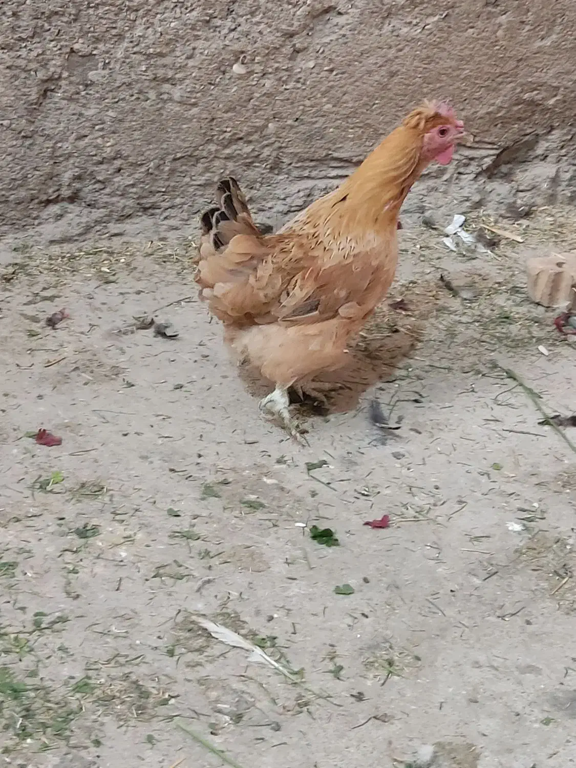 پاکوتاه پاکور|حیوانات مزرعه|اهواز, زیتون کارمندی|دیوار