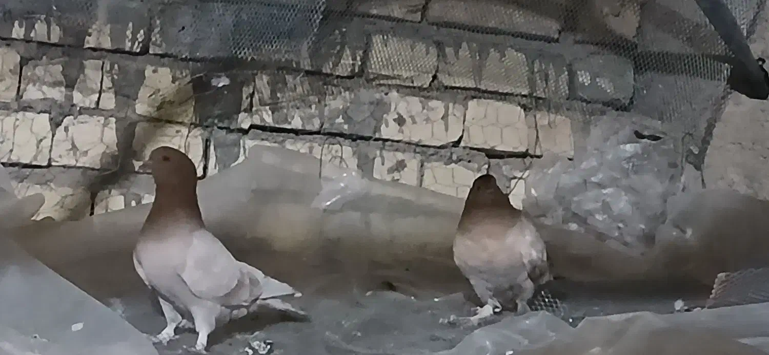 .‌..|پرنده|مبارکه, |دیوار