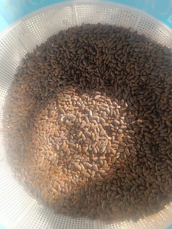بذره لوبیا سبز|گل و گیاه طبیعی|سجاس رود, |دیوار