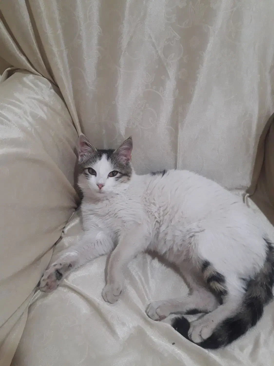 گربه|گربه|جلفا, |دیوار