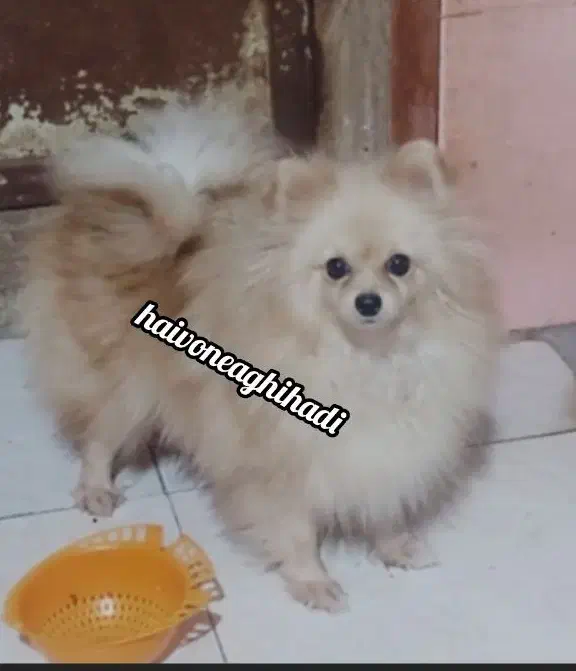 سک یامر|سگ|بندرعباس, |دیوار