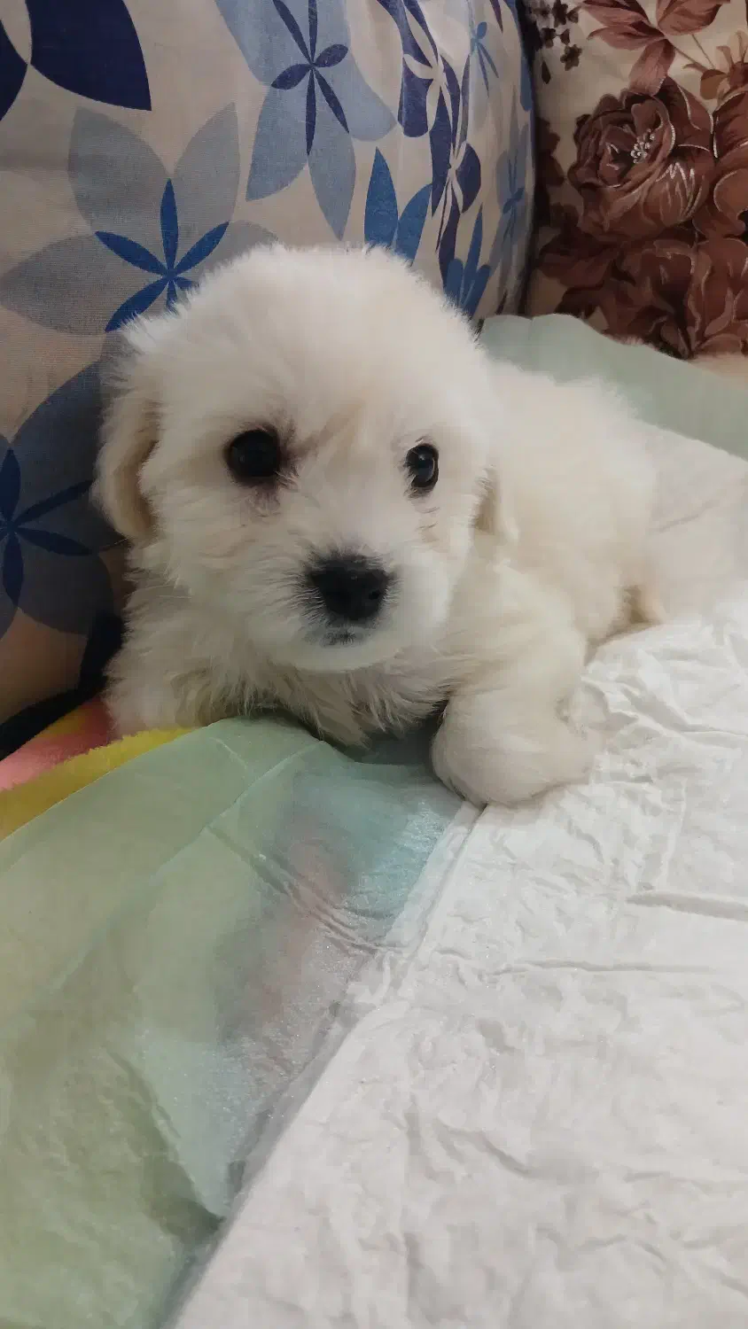 سگ‌شیتزو|سگ|محمدیه-قزوین, |دیوار