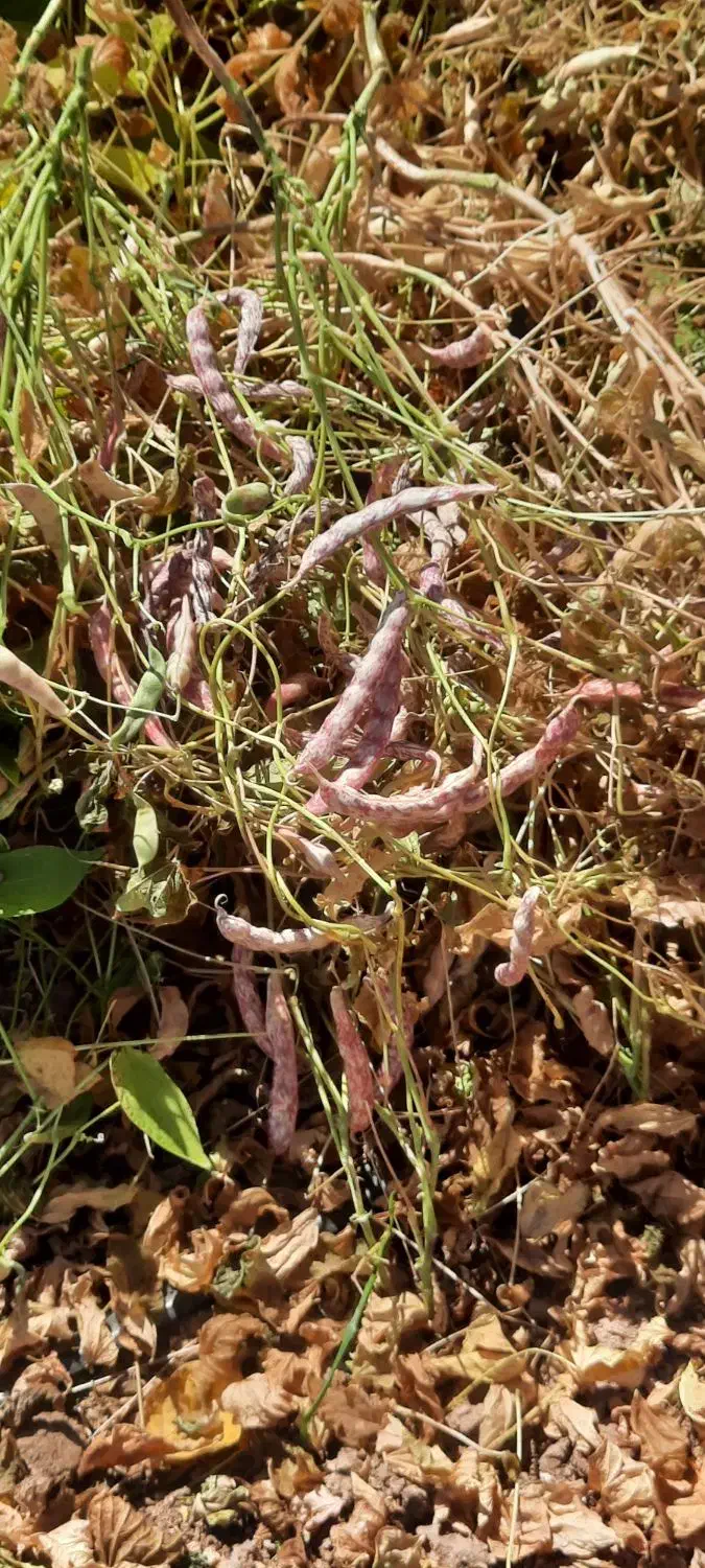 خواهان زمین به صورت نصف کاری|فعالیت داوطلبانه|مرودشت, شهرک مهدیه|دیوار