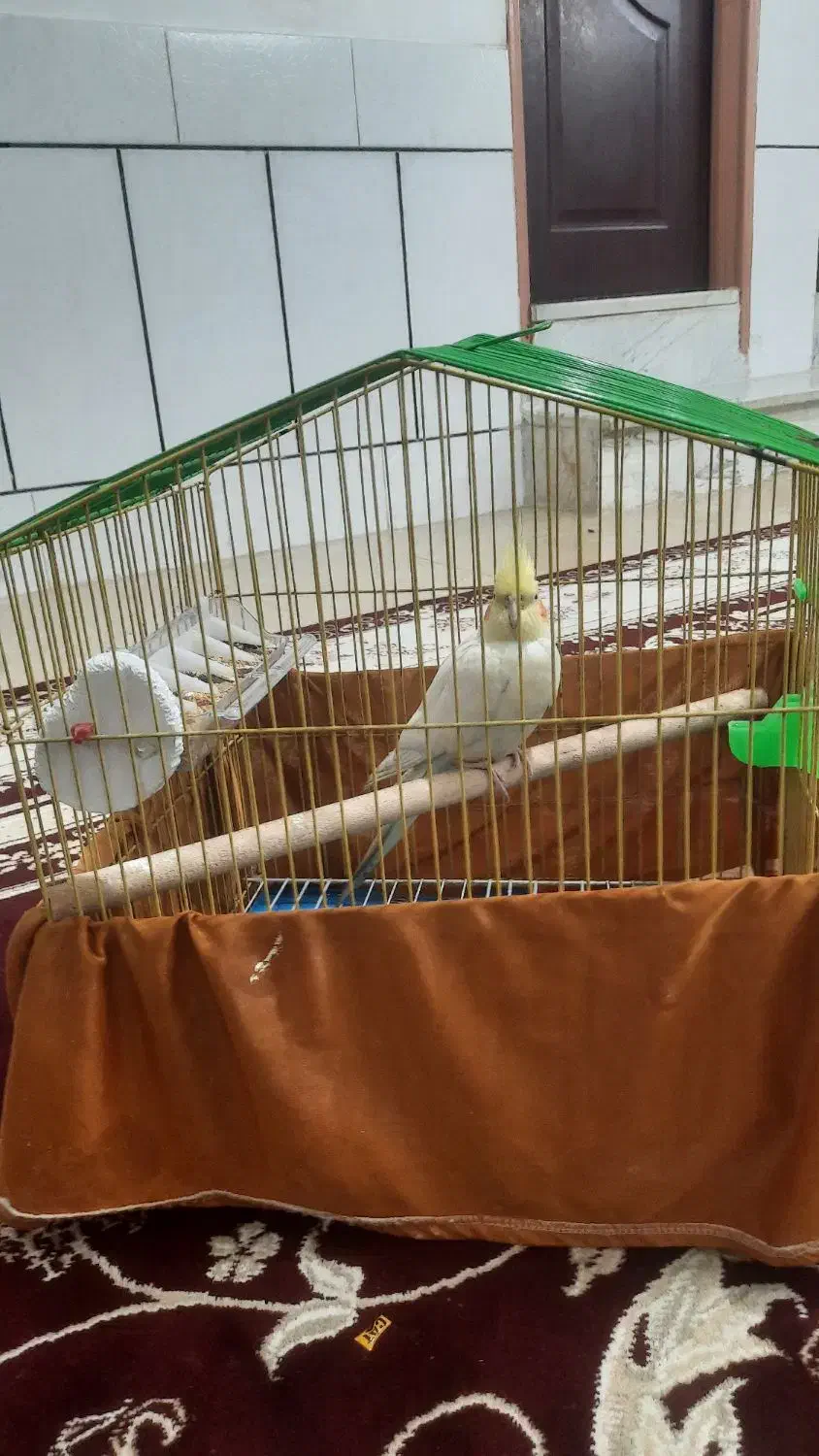 عروس هلندی|پرنده|فولادشهر, B7|دیوار