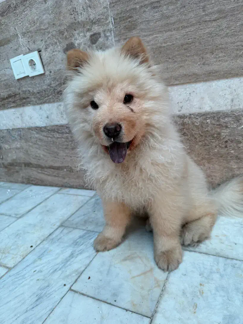 سگ چاو چاو|سگ|مشکین‌دشت, |دیوار