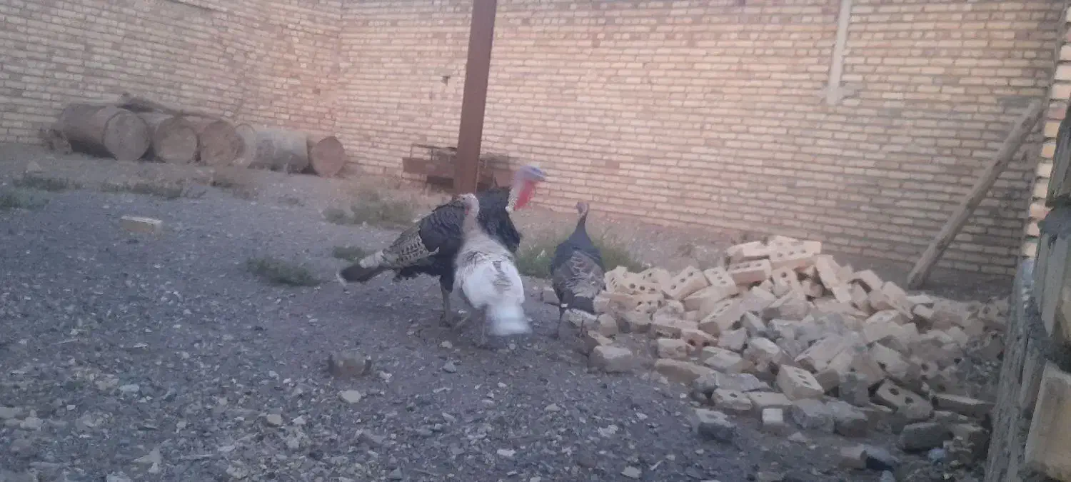 بوقلمون|حیوانات مزرعه|زاوه, |دیوار