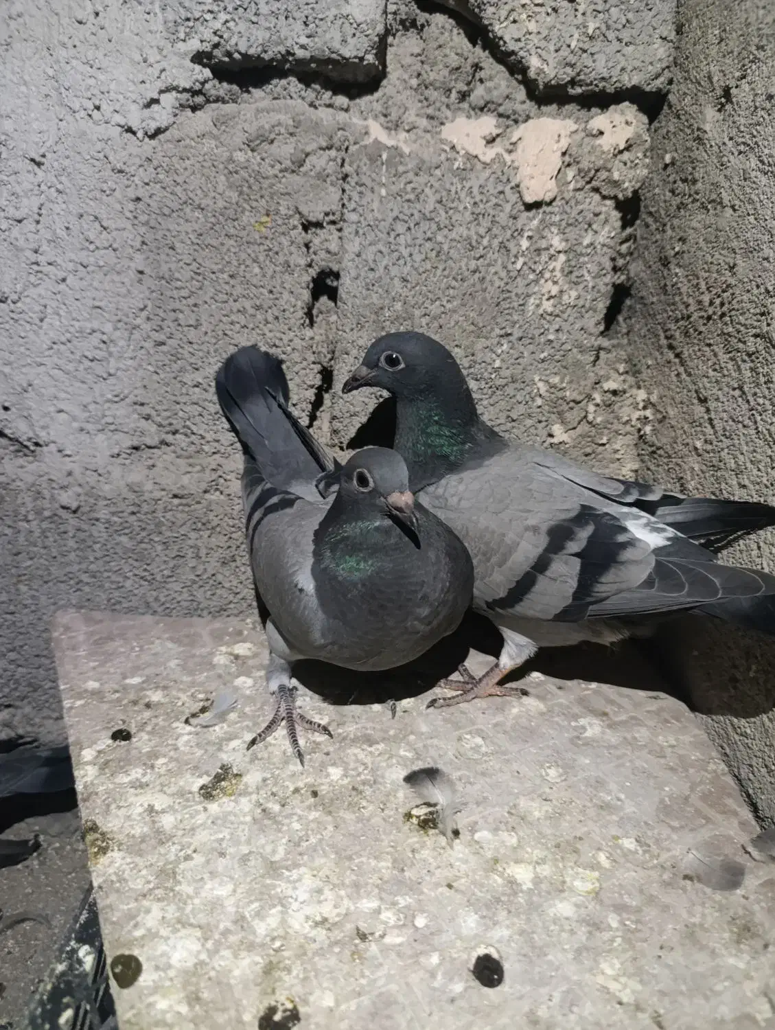 کبوتر پلاکی|پرنده|جیرفت, |دیوار