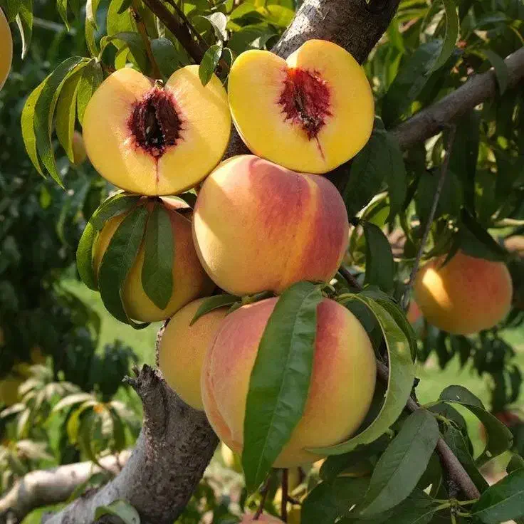 فروش انواع ارقام نهال میوه و خشکبار|خدمات باغبانی و درختکاری|اسلام‌‌آباد غرب, |دیوار