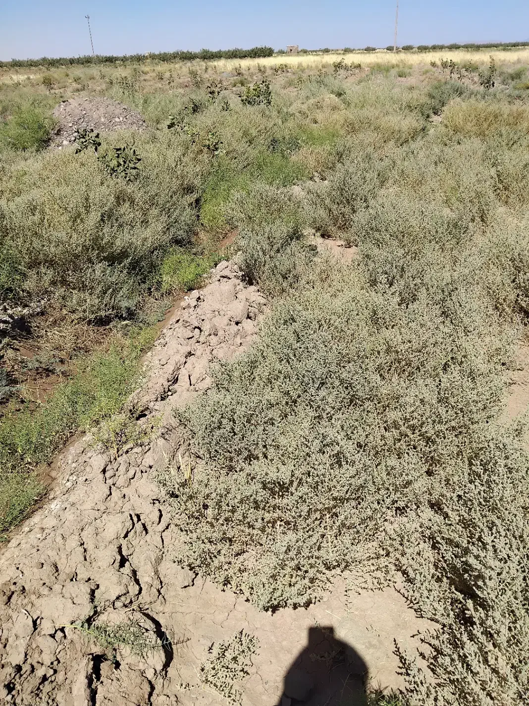 چقندر تنی 8م|گل و گیاه طبیعی|تربتحیدریه, کلاته توکلی|دیوار