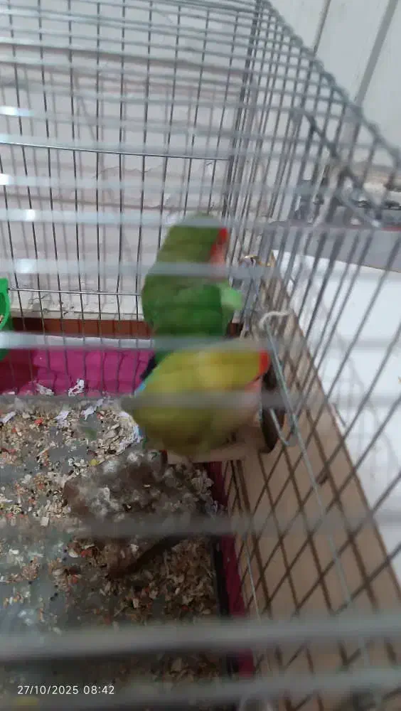 ۳عد طوطی برزیلی شیطون با قفس و لوازم|پرنده|قدس, شهر‌قدس|دیوار