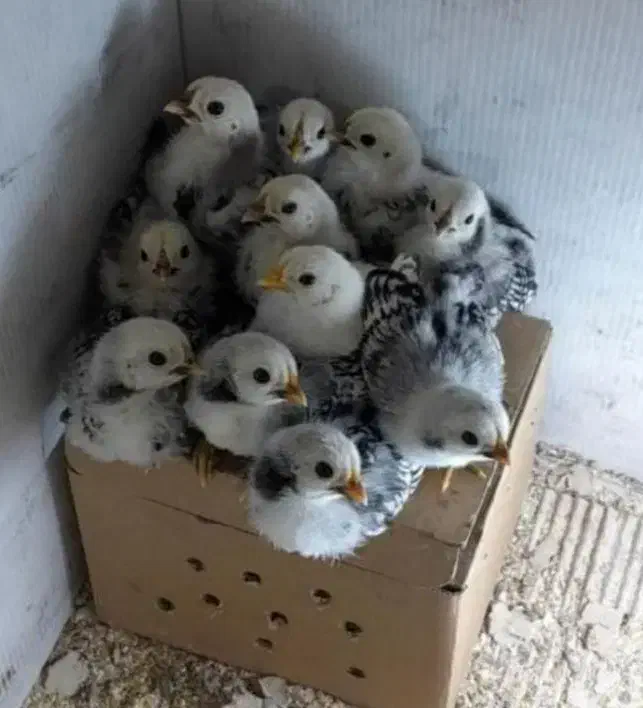 جوجه۲۰روزه سبرایت انگلیسی فول کیفیت|حیوانات مزرعه|اندیمشک, |دیوار