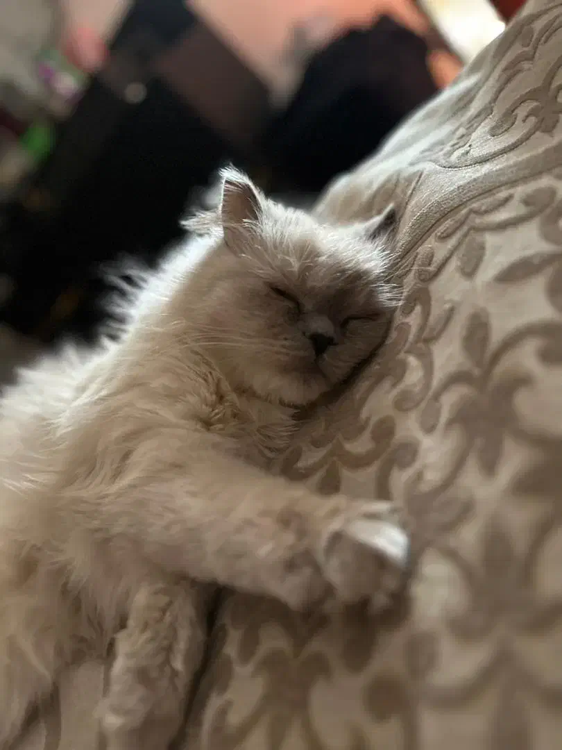 گربه پرشین|گربه|تربت جام, المهدی|دیوار