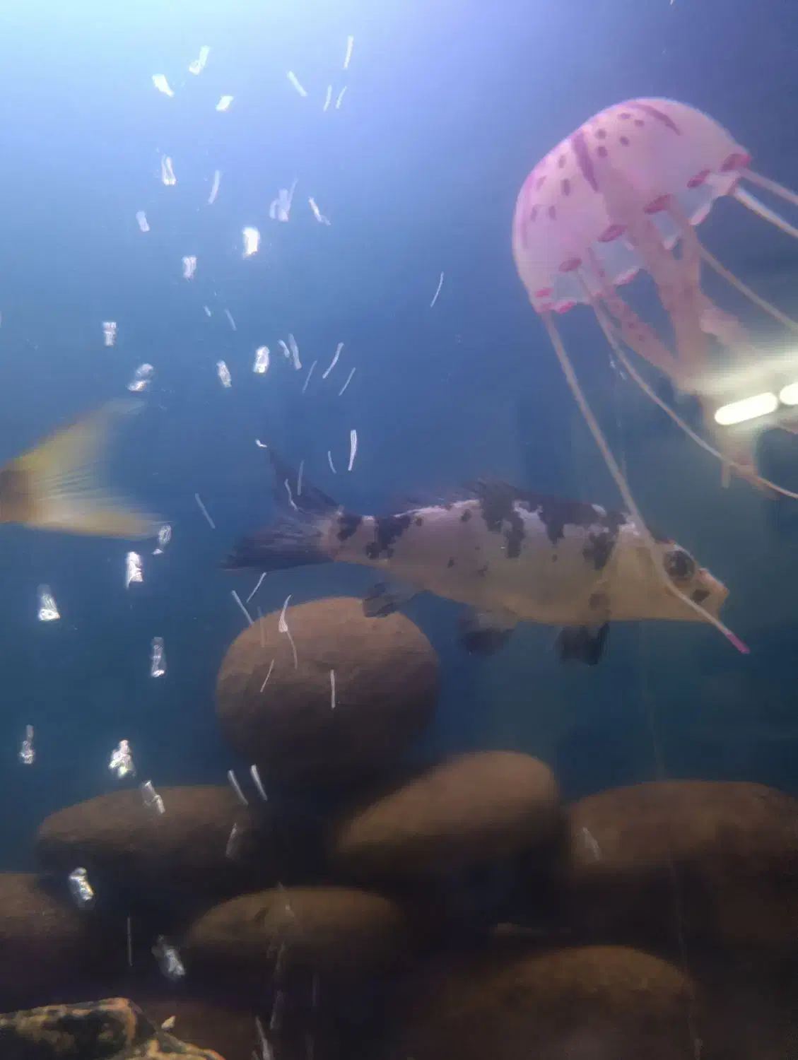 معاوضه کوی با گلدفیش|ماهی|مشهد, ابوذر|دیوار