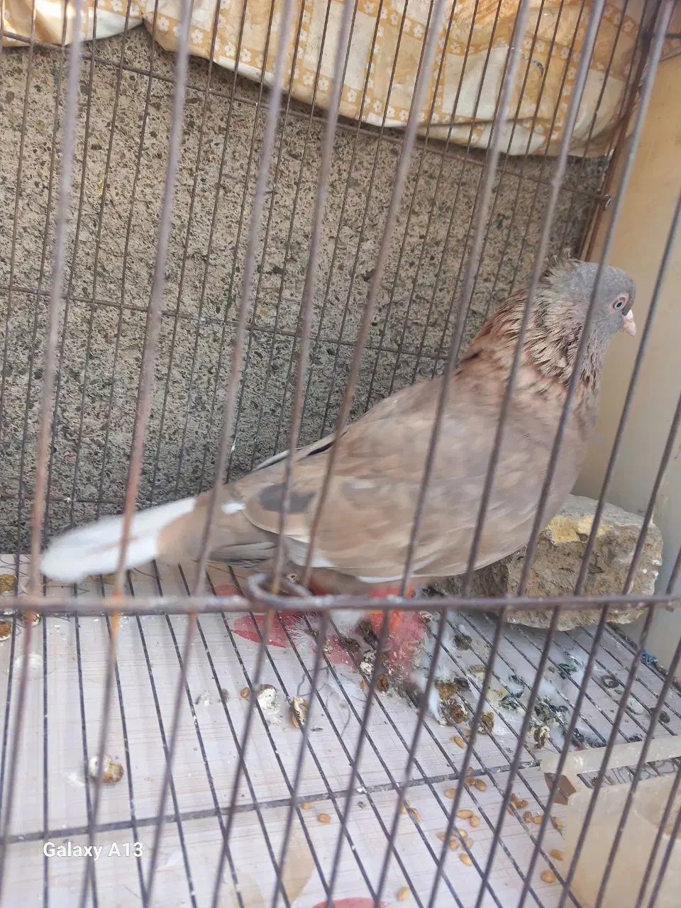 جفت کفتر قره مشگی دمسفید ماده با کله دمسفید نر|پرنده|مشهد, قائم|دیوار