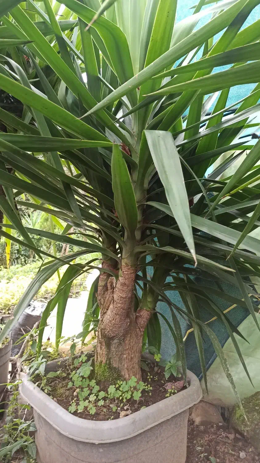 یوکا|گل و گیاه طبیعی|رحیم‌آباد, |دیوار