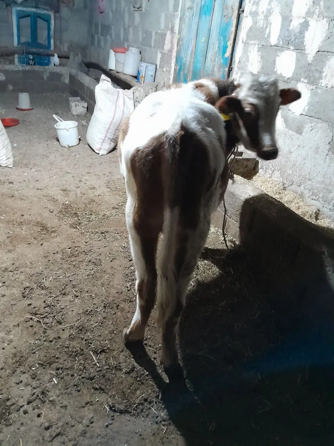 گوساله نر|حیوانات مزرعه|مرادلو, |دیوار