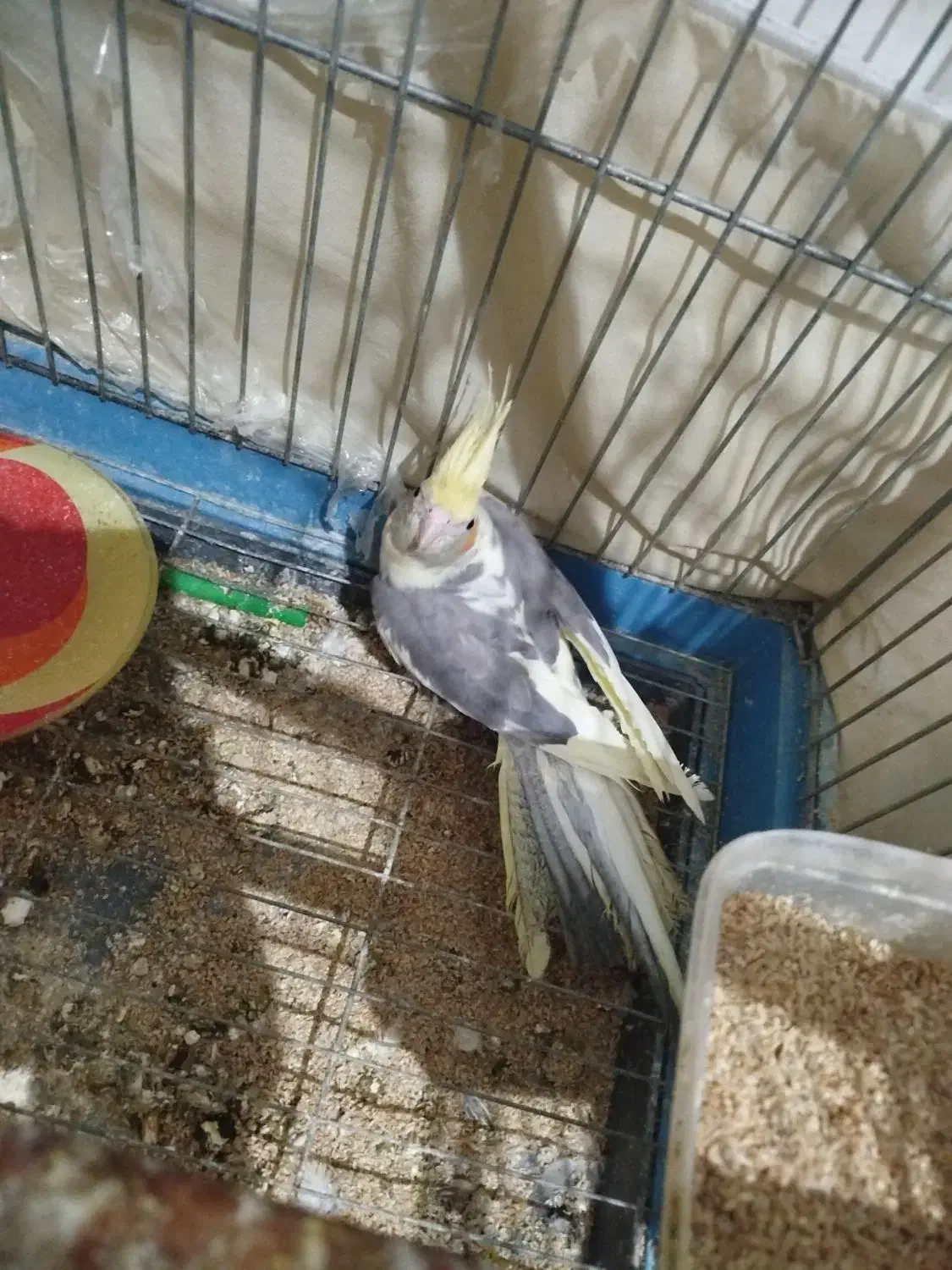 عروس هلندی|پرنده|بروجرد, |دیوار