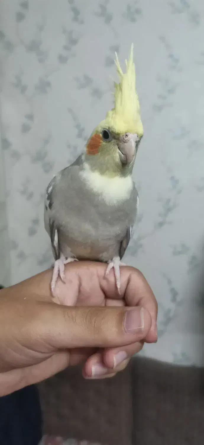 عروس هلندی گم شده|پرنده|حمیدیا, |دیوار