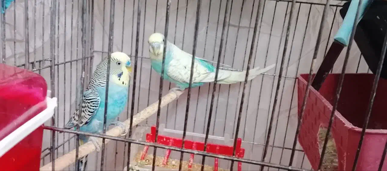 یک جفت مرغ عشق|پرنده|یزد, |دیوار