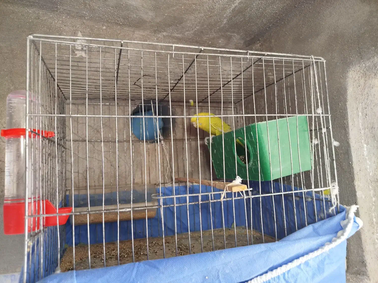 مرغ عشق نر|پرنده|ایلام, |دیوار