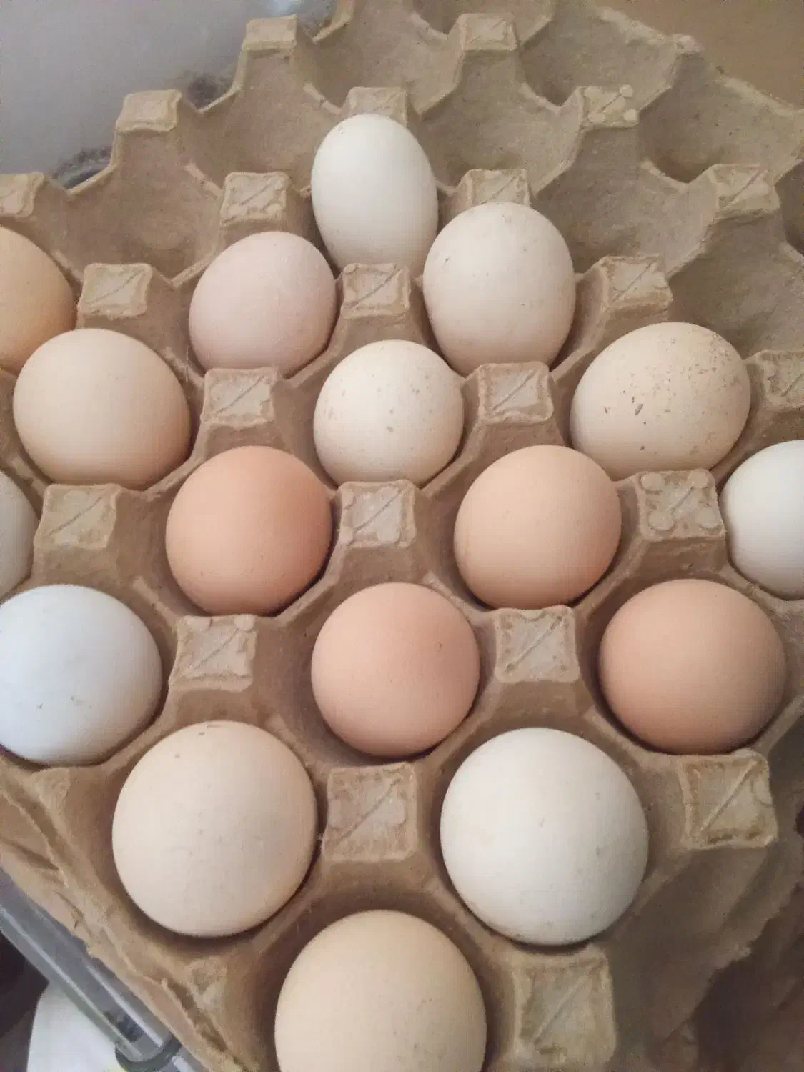 تخم مرغ محلی|حیوانات مزرعه|سبزوار, کراب|دیوار