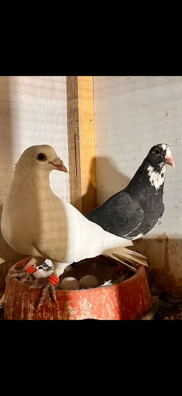 سفید گل دم باماده پلنگ|پرنده|زرند, |دیوار