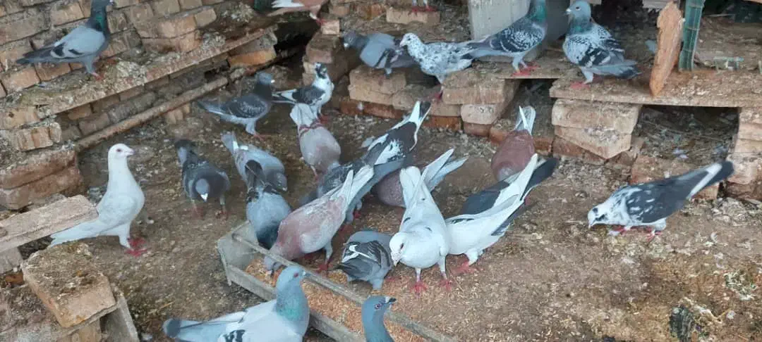 کبوتر پلاکی و دورگ در سوسنگرد.|پرنده|اهواز, منبع اب|دیوار