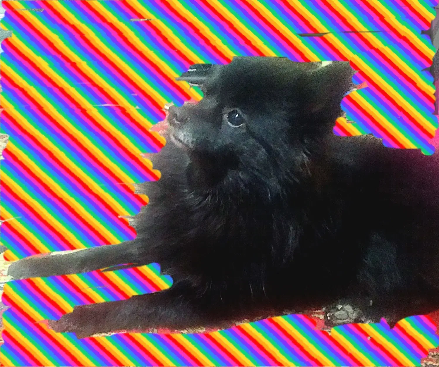 گمشده،به یابنده شیرینی عالی داده میشود|سگ|بیرجند, |دیوار