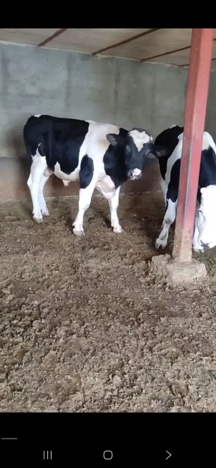 خر..یدفروش گاوگوساله تلیسه افتادهبهبالاترنقیمن|حیوانات مزرعه|همدان, |دیوار