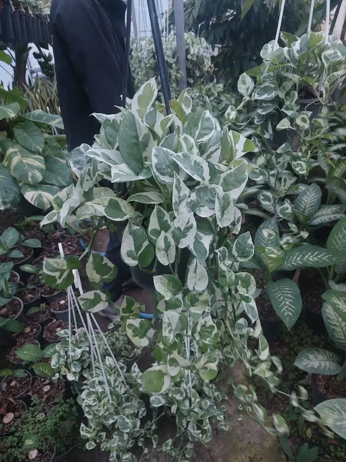 پتوس ارتشی|گل و گیاه طبیعی|تهران, سازمان آب|دیوار