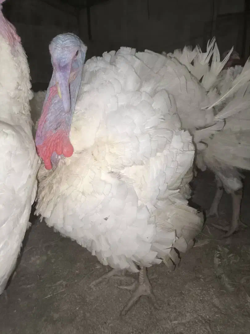 بوقلمون گوشتی پروار|حیوانات مزرعه|بوکان, |دیوار