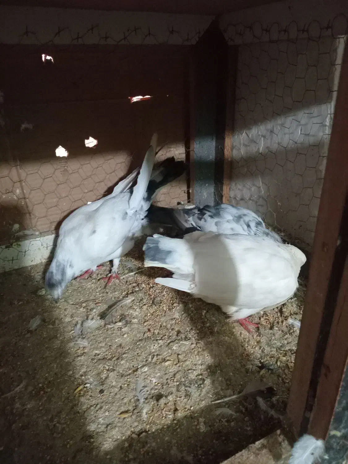 کبوتر|پرنده|آمل, |دیوار