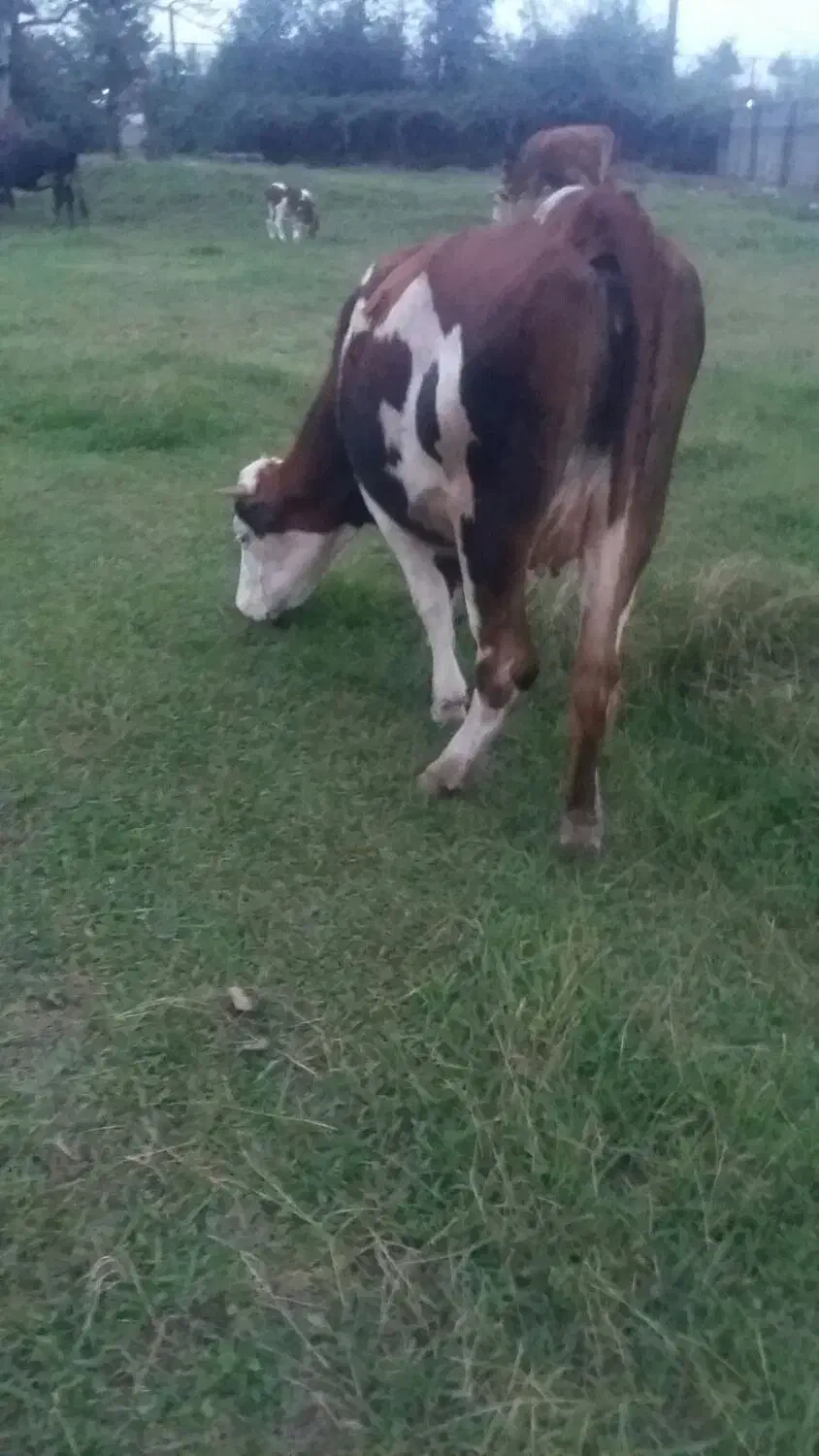 گاو مونت|حیوانات مزرعه|سنگر, |دیوار