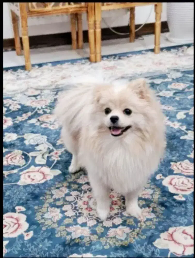 پامرین خرسی عروسکی ماده با شناسنامه بسیار زیبا|سگ|تهران, دهقان|دیوار