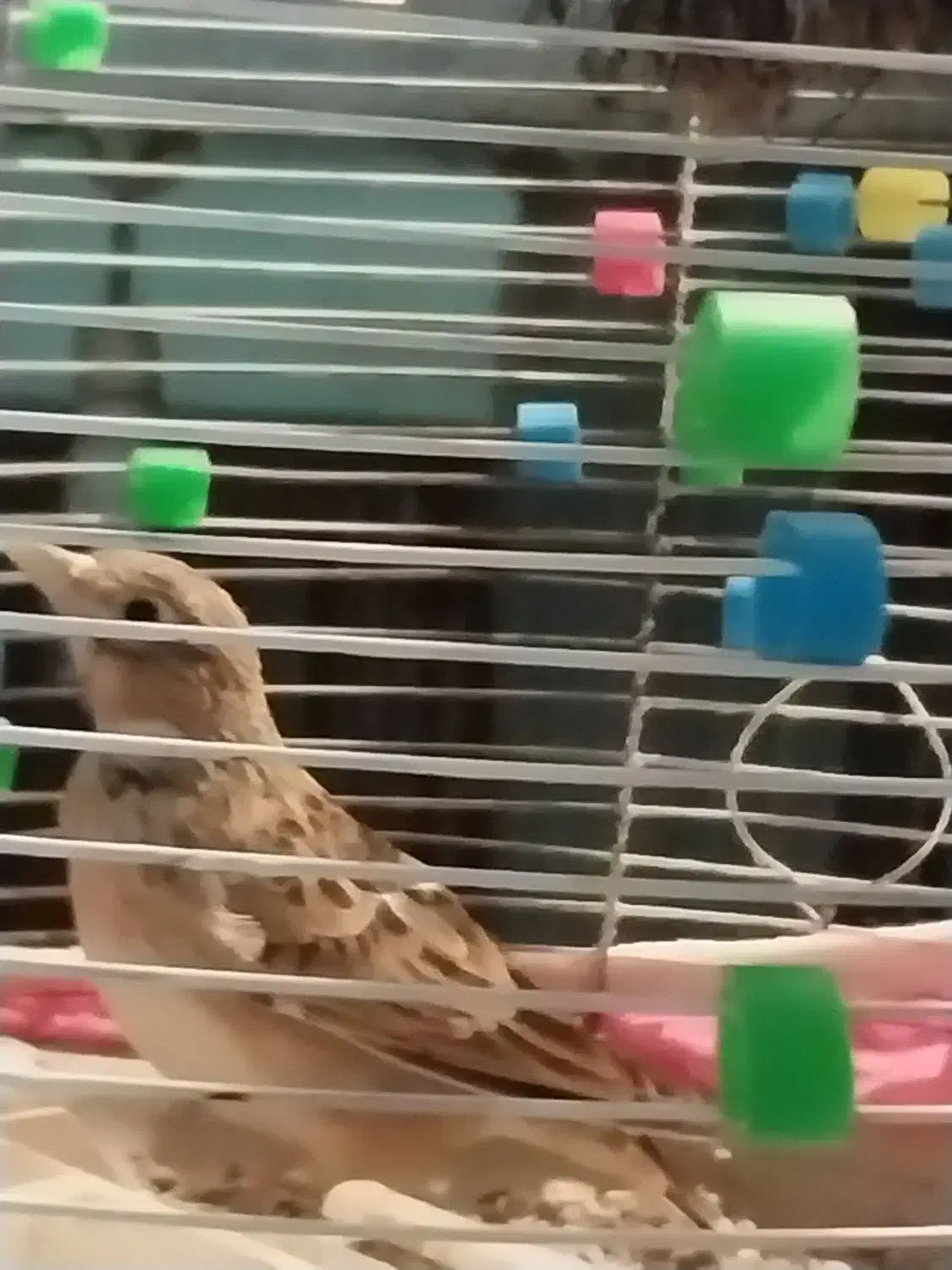 فروش یا معاوضه پرنده|پرنده|بروجن, |دیوار