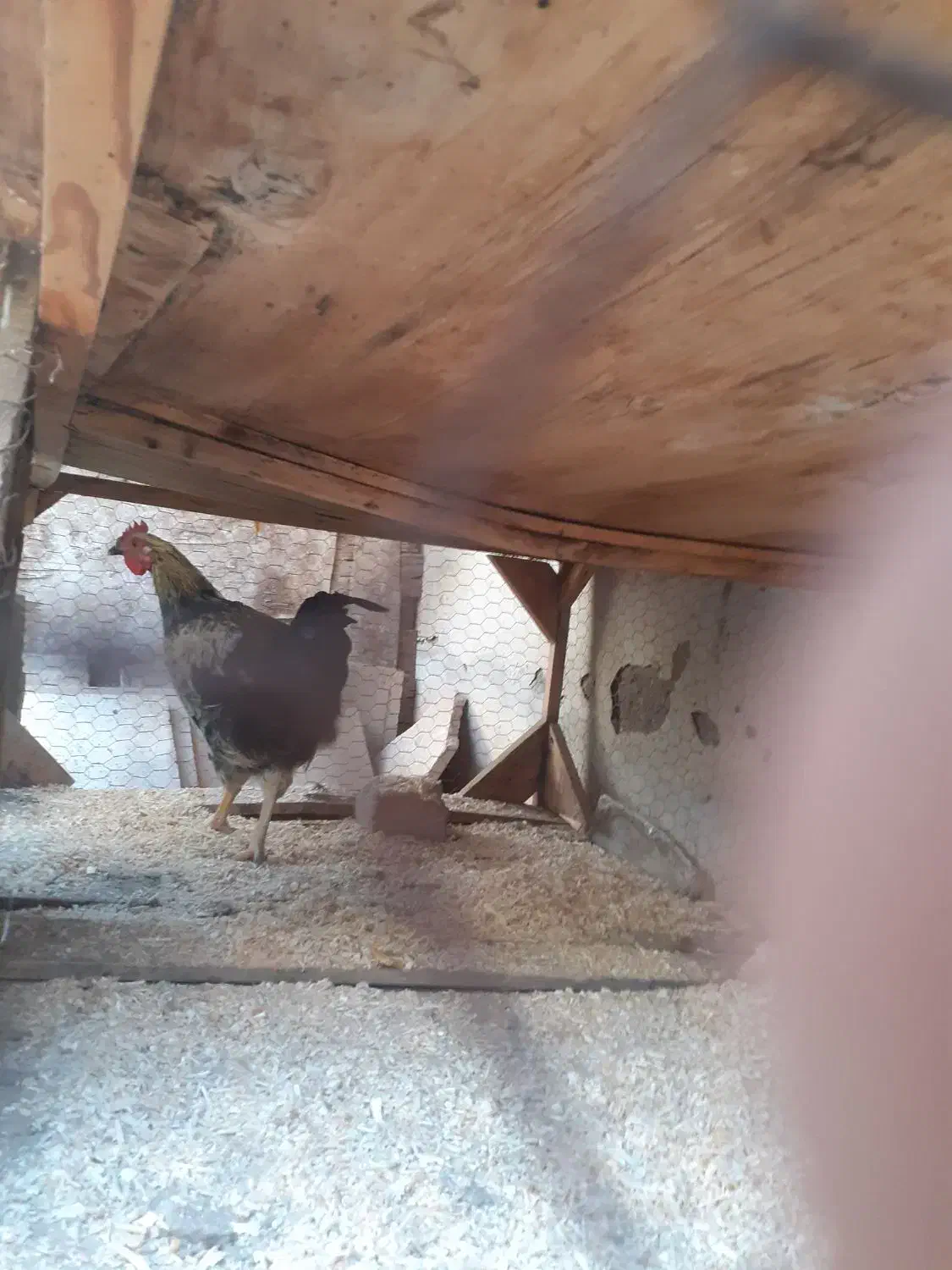 خروس وجوجه خروس مامونیه|حیوانات مزرعه|ساوه, |دیوار