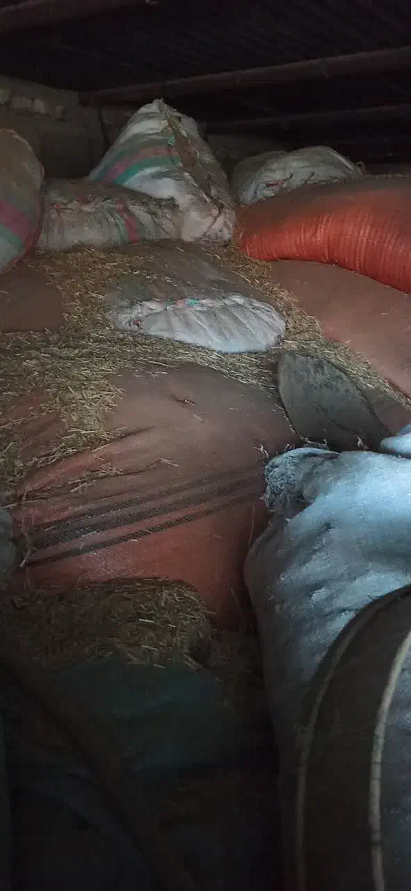 فروش کاه تمیز|لوازم جانبی حیوانات|اندیمشک, |دیوار