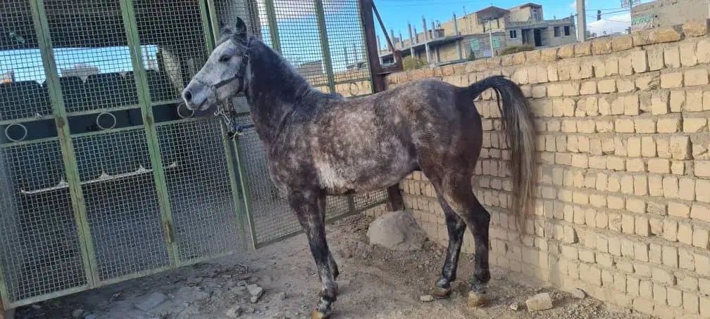 اسب نریون نر|اسب و تجهیزات اسب‌سواری|ساوه, |دیوار