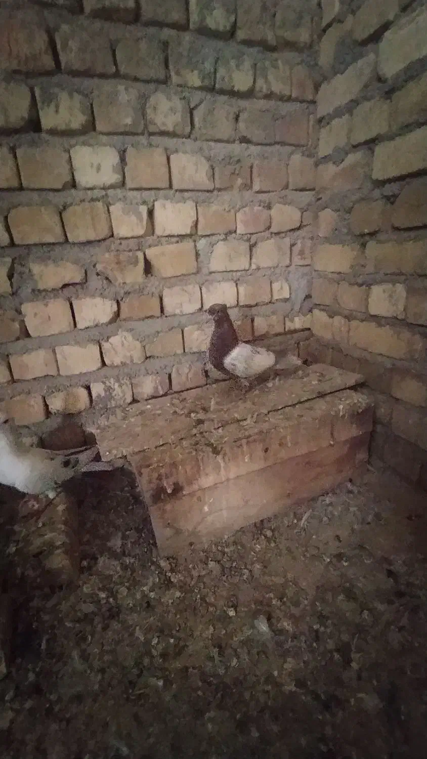 کله زرد|لوازم جانبی حیوانات|اسفرورین, |دیوار