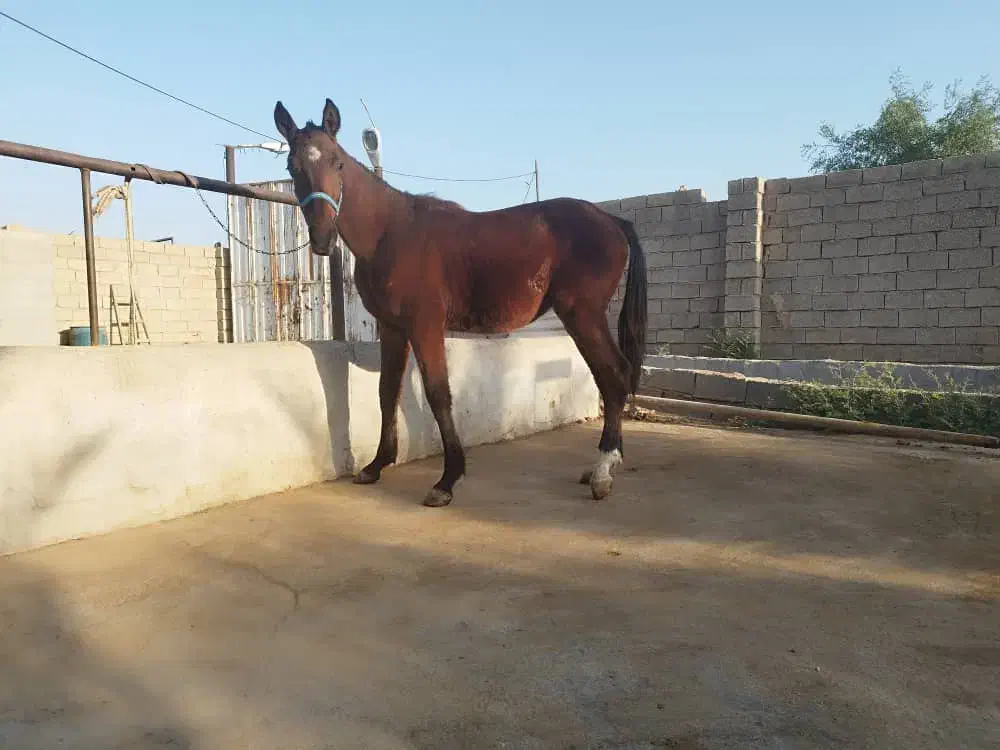 فروش کره نریون عرب خالص با خط خونی کورسی|اسب و تجهیزات اسبسواری|اهواز, دغاغله|دیوار