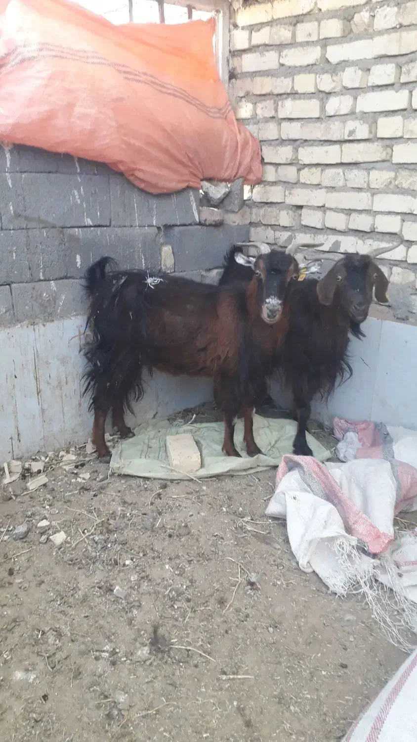 بز چاق|حیوانات مزرعه|بیرجند, |دیوار