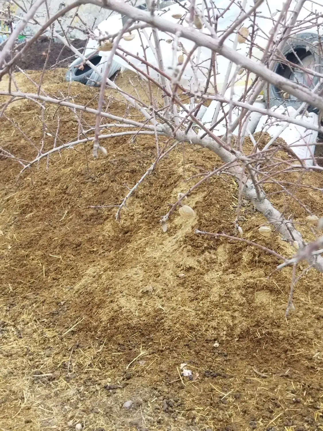 کود گوسفندی درجه یک|خدمات باغبانی و درختکاری|قزوین, |دیوار