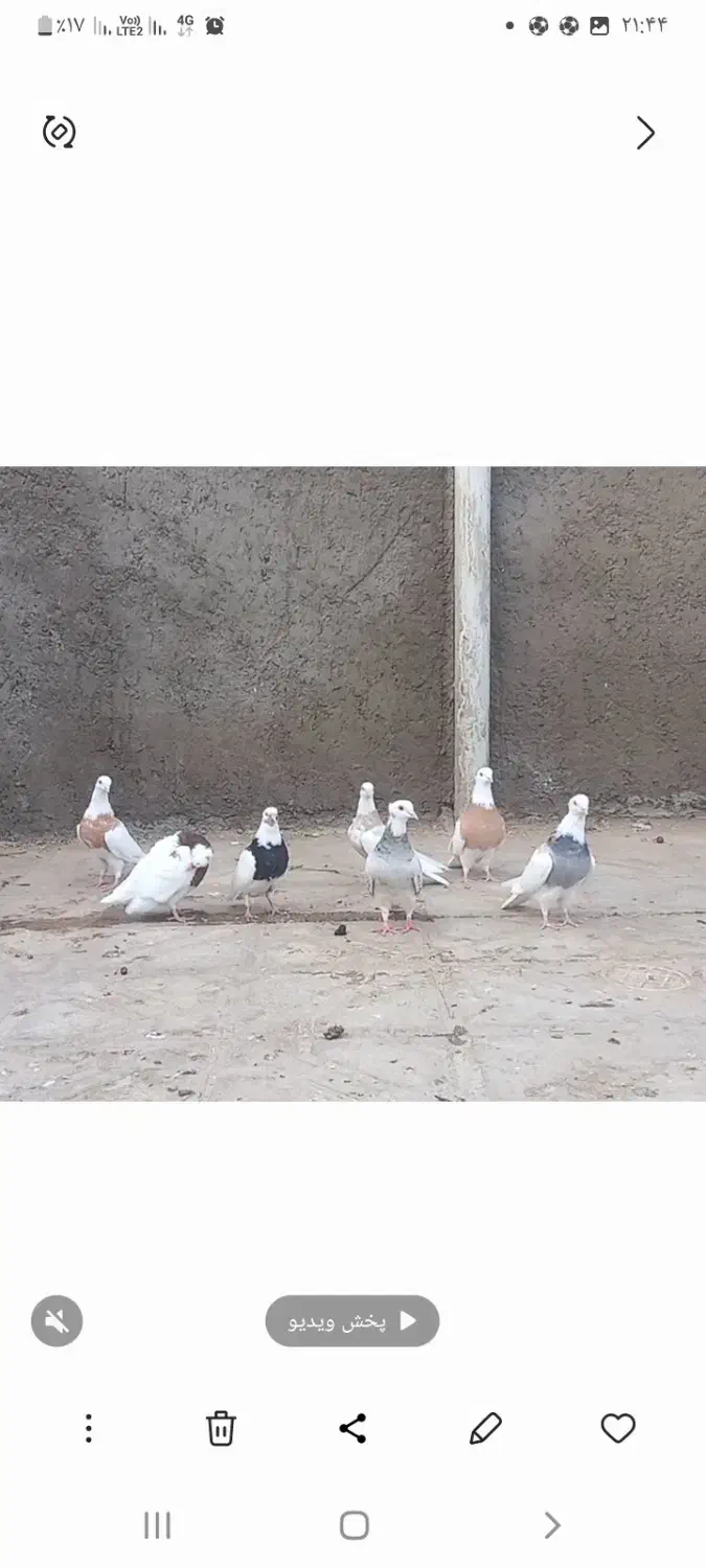 کبوتر رنگی|پرنده|سلامی, |دیوار