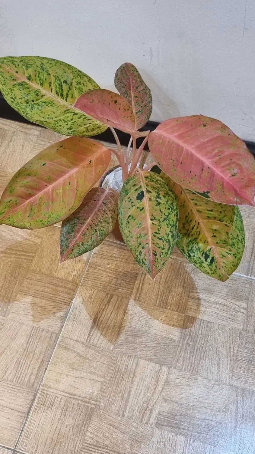 گل آپارتمانی|گل و گیاه طبیعی|بندر انزلی, کوی بهار|دیوار